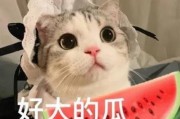 娱乐吃瓜君猫咪瘫痪,娱乐吃瓜君带你揭秘背后的故事